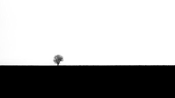 The Minimalist Tree