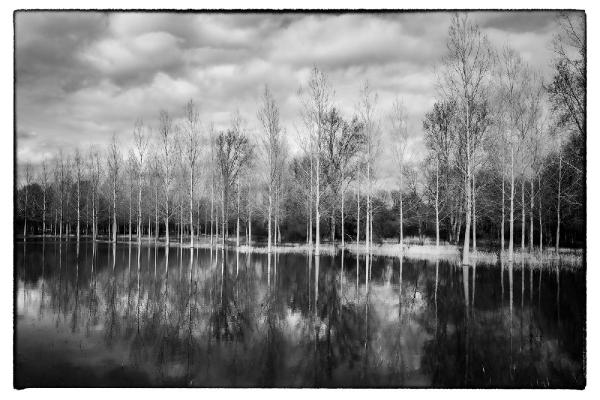 Waterbos (Landmark uit België)